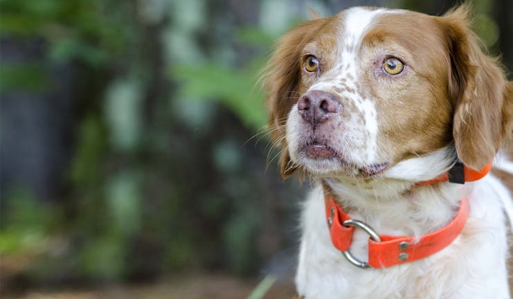 How to Train Your Brittany Dog to Retrieve