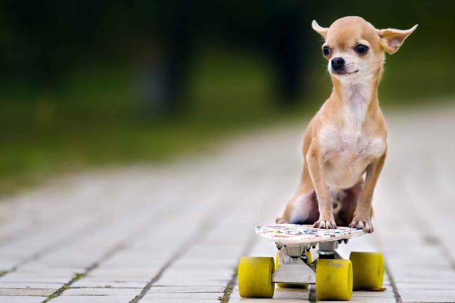 How to Train Your Dog to Ride a Skateboard
