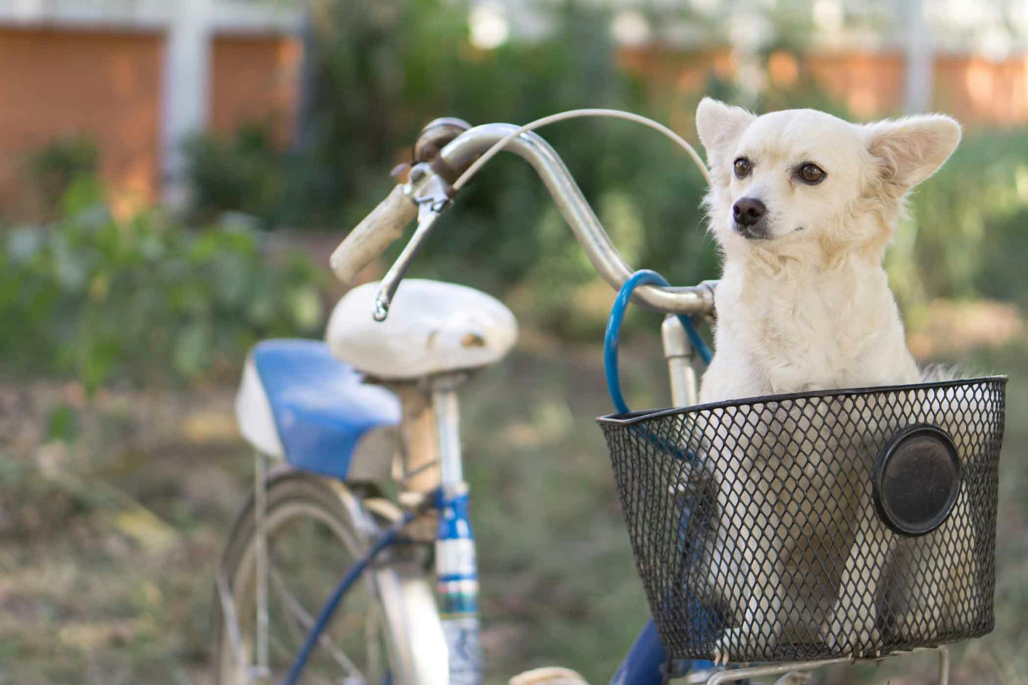 dog in a basket