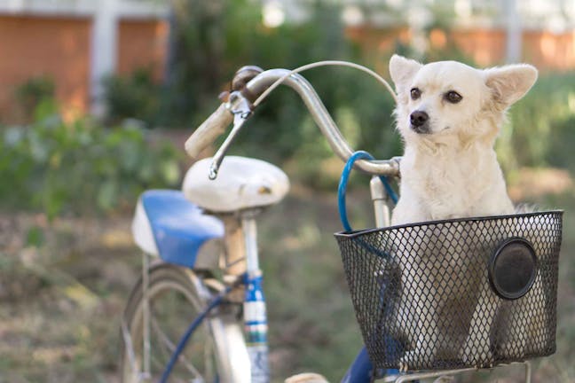 How to Train Your Dog to Ride in a Bike Basket