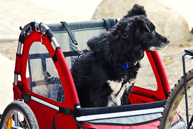 How to Train Your Dog to Ride in a Bike Trailer