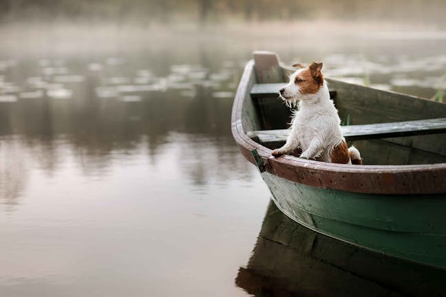 How to Train Your Dog to Ride in a Boat