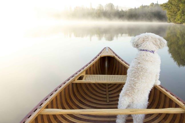 How to Train Your Dog to Ride in a Canoe
