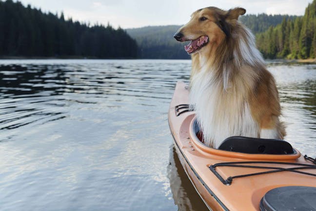 How to Train Your Dog to Ride in a Kayak