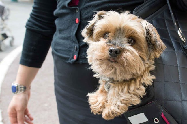 How to Train Your Dog to Ride in a Purse