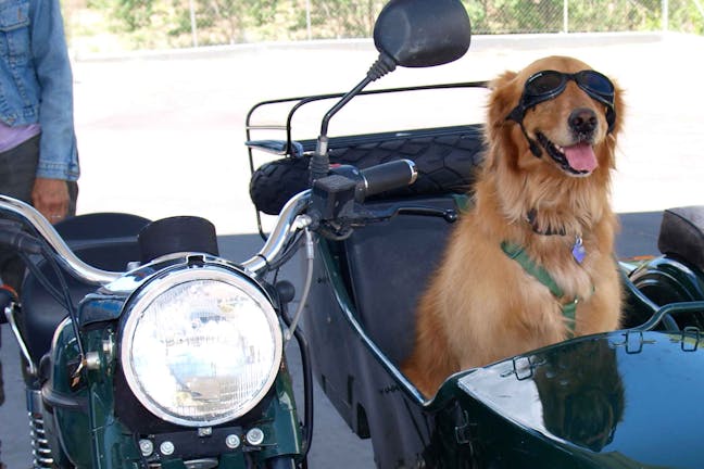 How to Train Your Dog to Ride in a Sidecar