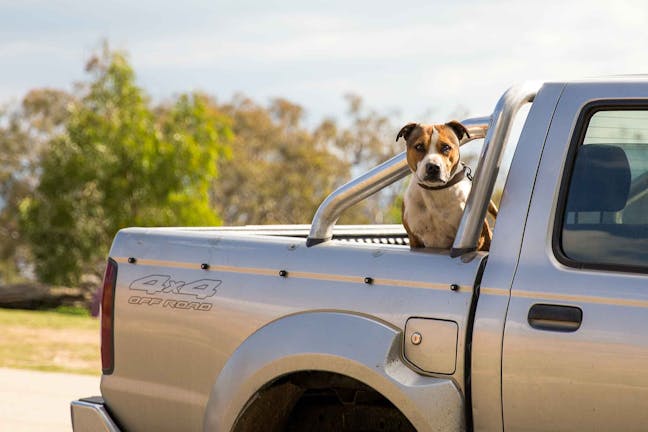 How to Train Your Dog to Ride in Back of a Truck