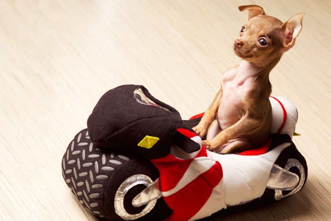 How to Train Your Dog to Ride on a Motorcycle