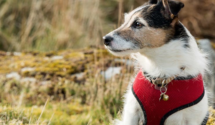 How to Train Your Older Dog to Ring a Bell to Go Out