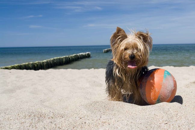 How to Train Your Dog to Roll a Ball