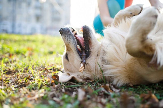 How to Train Your Deaf Dog to Roll Over How to Train Your Deaf Dog to Roll Over