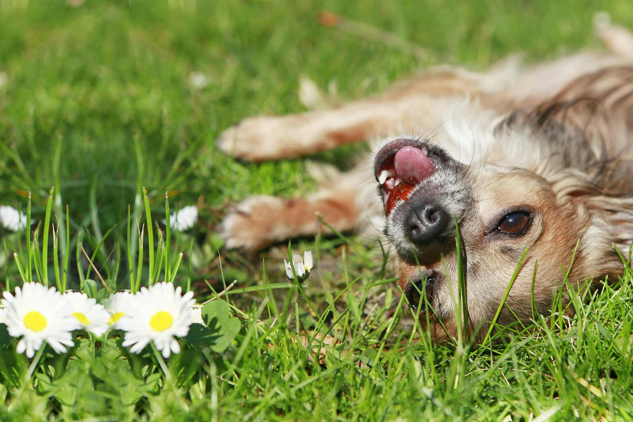 How to Train Your Chihuahua Dog to Roll Over Wag!