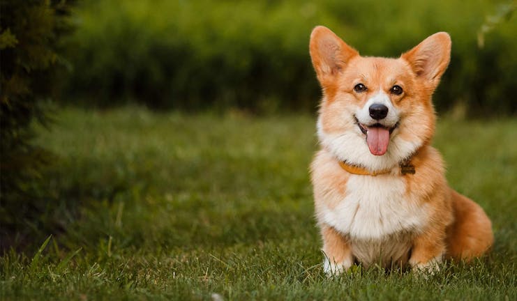 How to Train Your Corgi Dog to Roll Over