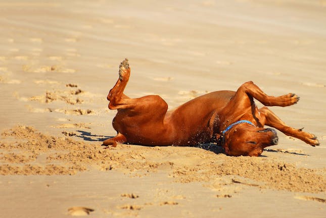 How to Train Your Big Dog to Roll Over