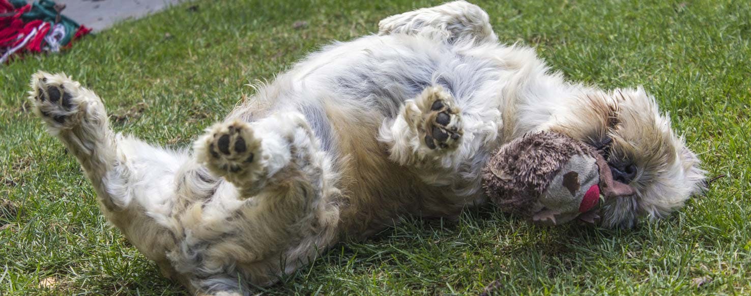 Toy Treat method for How to Train Your Big Dog to Roll Over