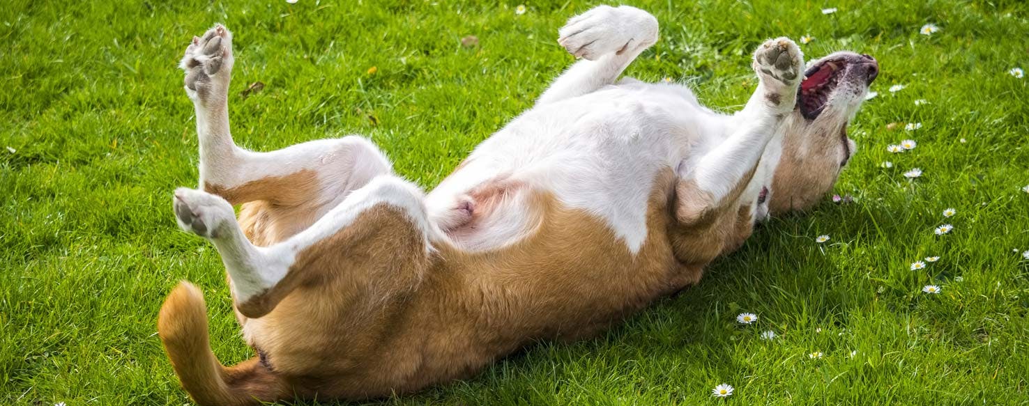 Full 360 method for How to Train Your Big Dog to Roll Over