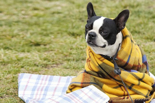 How to Train Your Dog to Roll up in a Blanket