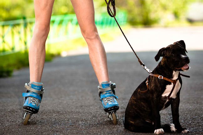 How to Train Your Dog to Rollerblade With You