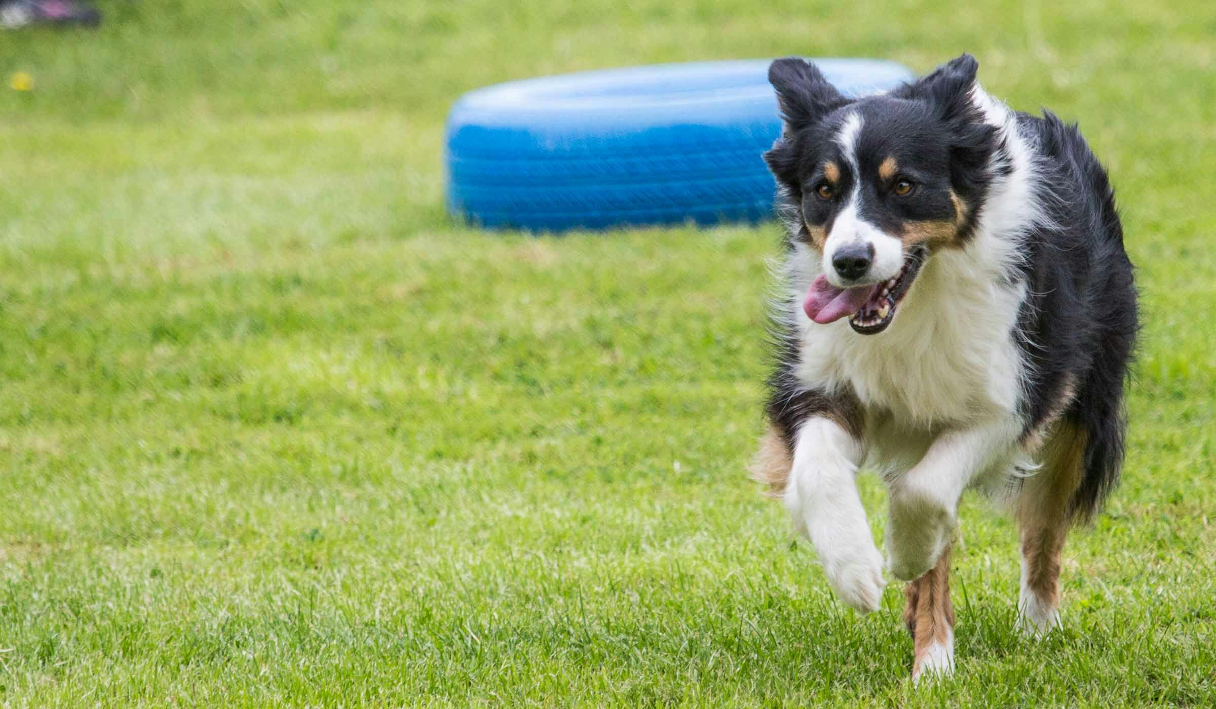 How to Train Your Border Collie Dog to Run Agility