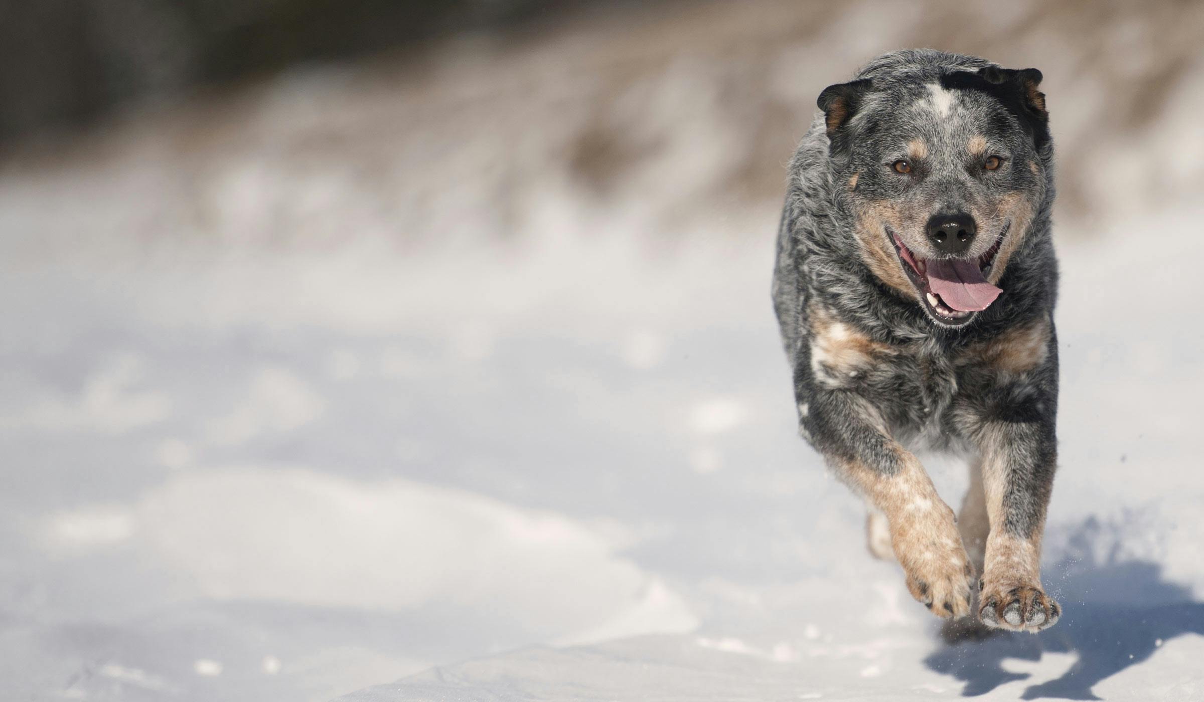 cattle dog agility