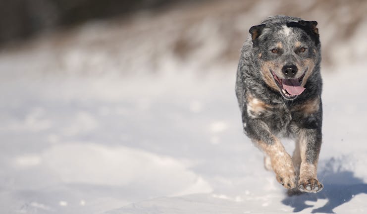 How to Train Your Australian Cattle Dog to Run Agility