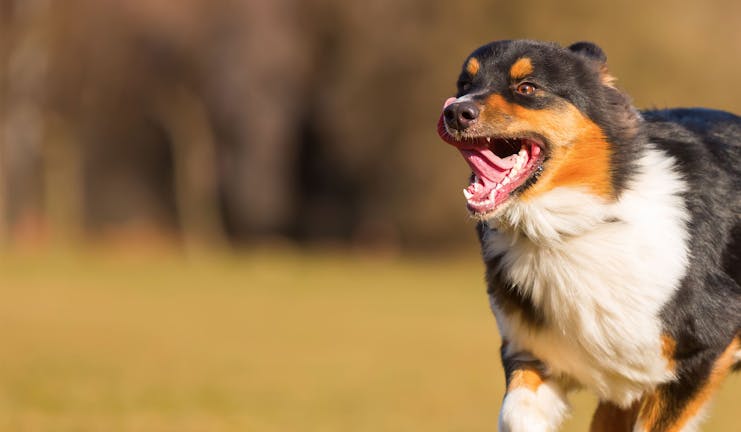 How to Train Your Australian Shepherd Dog to Run Agility