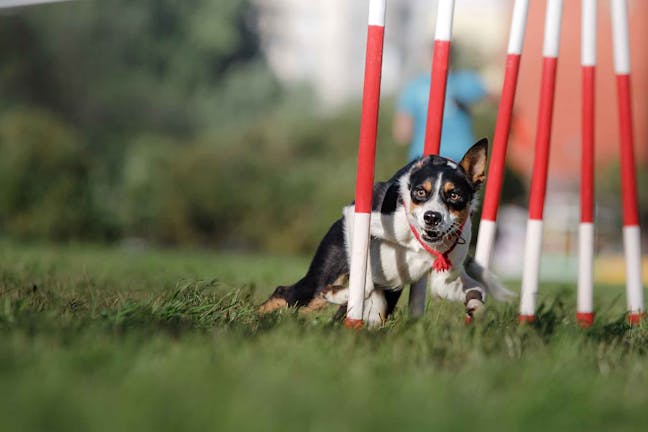How to Train Your Dog to Run an Agility Course