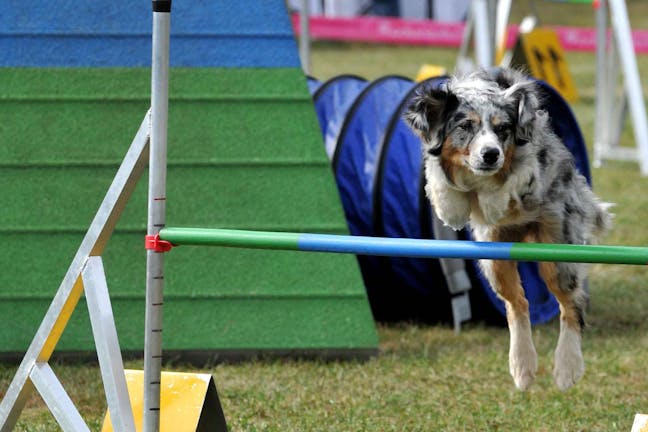 How to Train Your Dog to Run an Obstacle Course