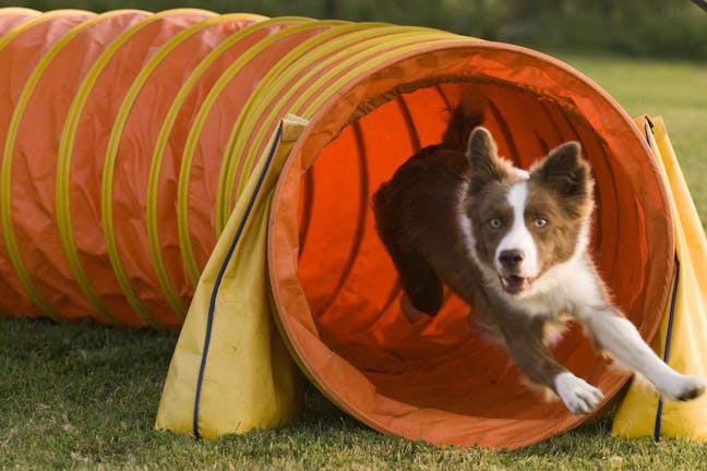 How to Train Your Dog to Run Through a Tunnel
