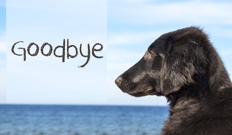 How to Train Your Dog to Say Goodbye