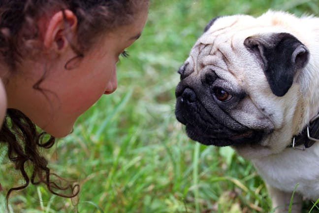 How to Train Your Dog to Say I Love You