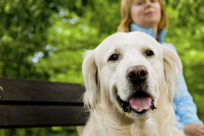 How to Train Your Dog to Say No How to Train Your Dog to Say No