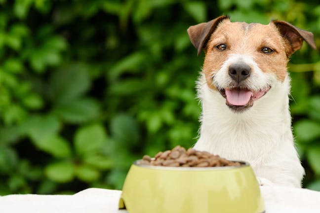 How to Train Your Dog to Say Prayers