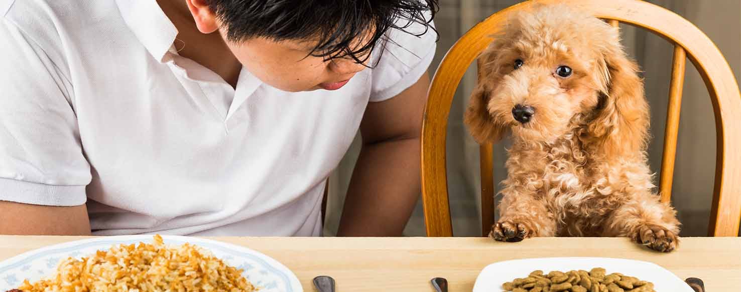 On-the-Chair Prayer method for How to Train Your Dog to Say Prayers