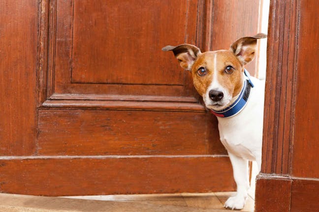 How to Train Your Dog to Scratch at the Door