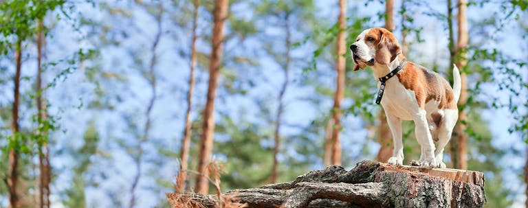 How to Train Your Beagle Dog to Search and Rescue