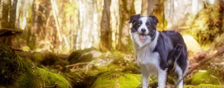 How to Train Your Border Collie for Search and Rescue