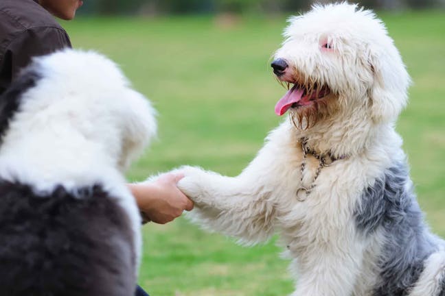 How to Train Your Dog to Shake Hands