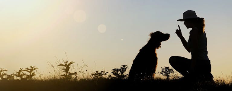 How to Train Your Dog to Shake His Head ‘Yes’