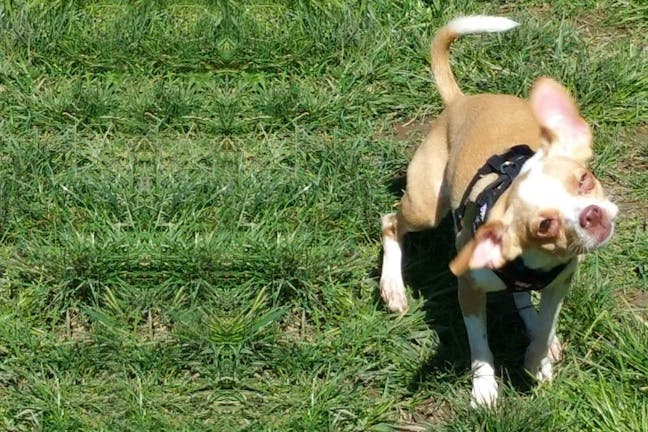 How to Train Your Chihuahua Dog to Shake