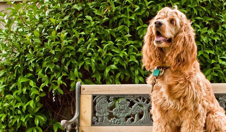 How to Train Your Cocker Spaniel Dog to Sit