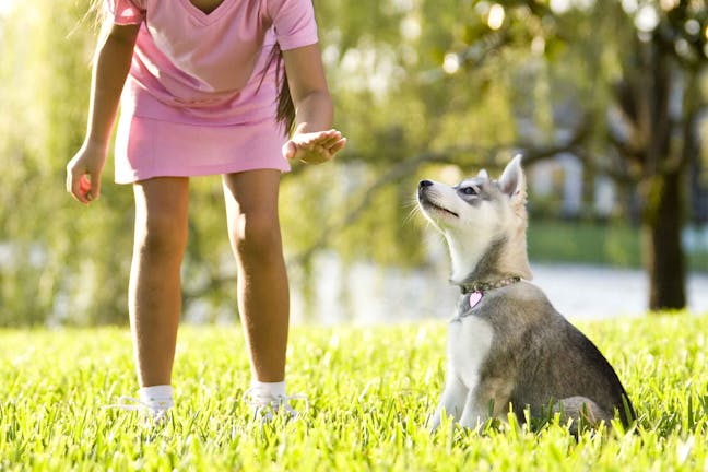 How to Train Your Rescue Dog to Sit