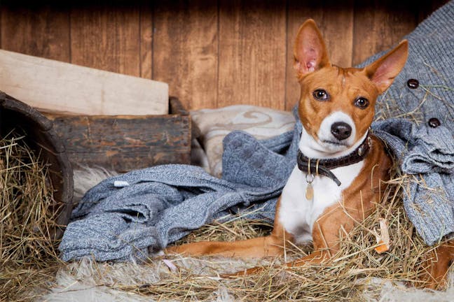 How to Train Your Barn Dog to Sit