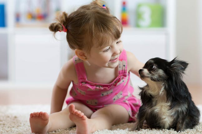 How to Train Your Chihuahua Dog to Sit How to Train Your Chihuahua Dog to Sit