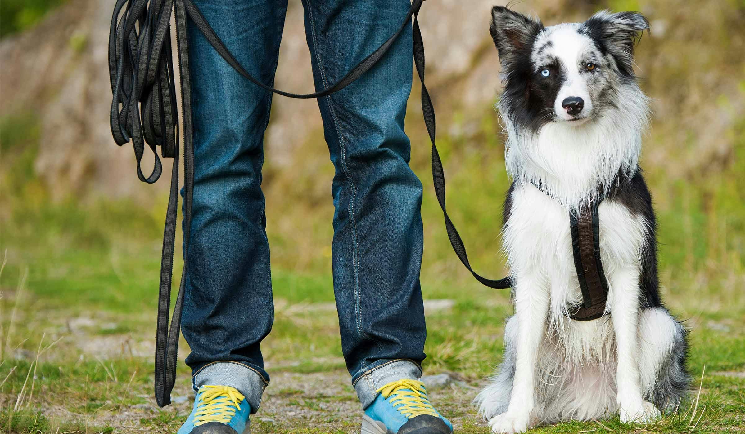 How to Train Your Border Collie Dog to Sit Wag!