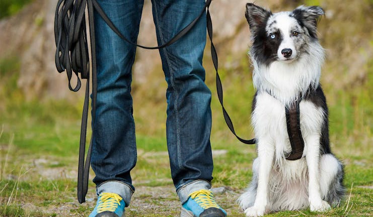 How to Train Your Border Collie Dog to Sit