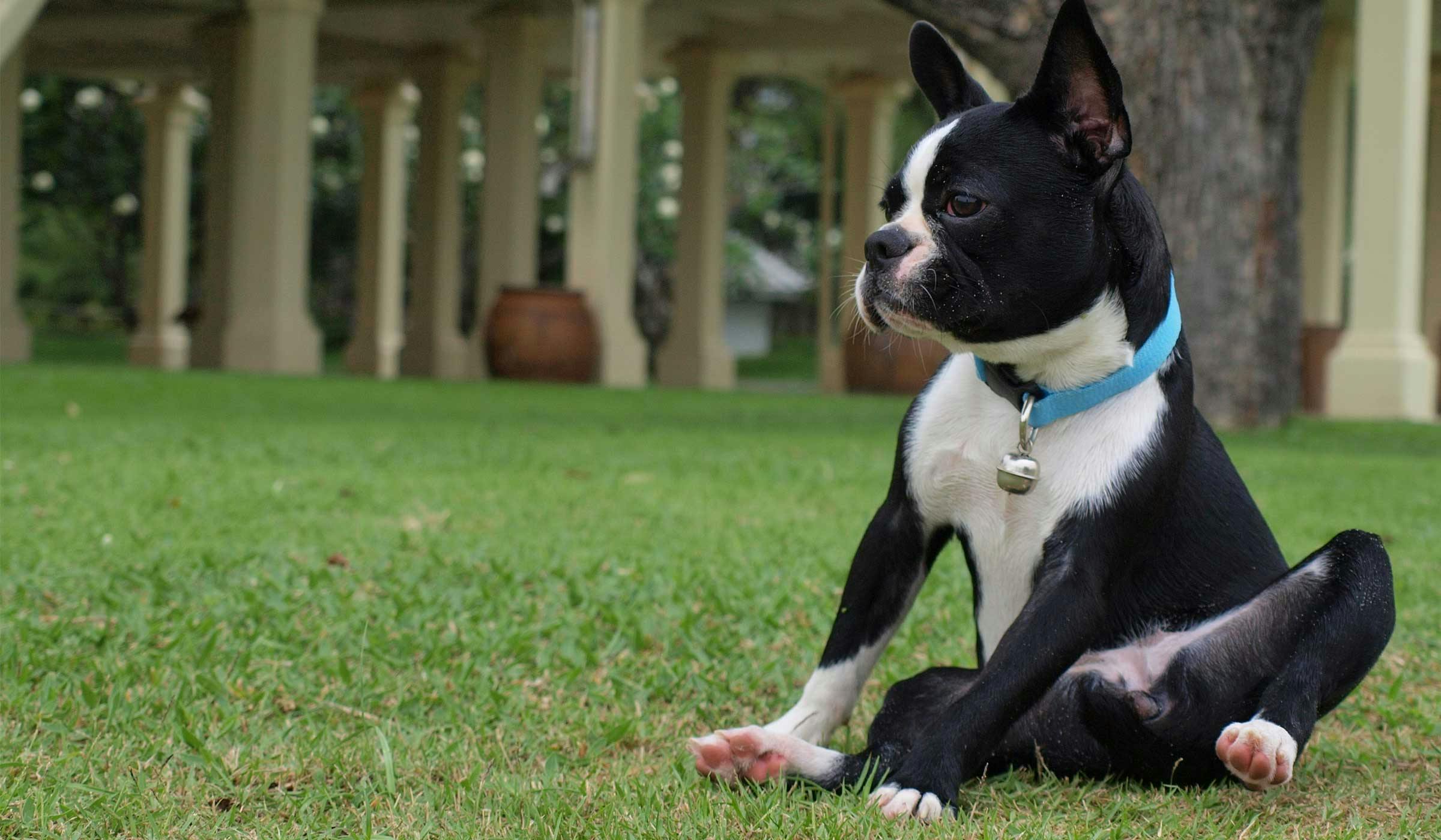 are boston terriers hard to train