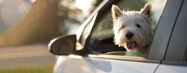 How to Train Your Small Dog to Sit in the Car