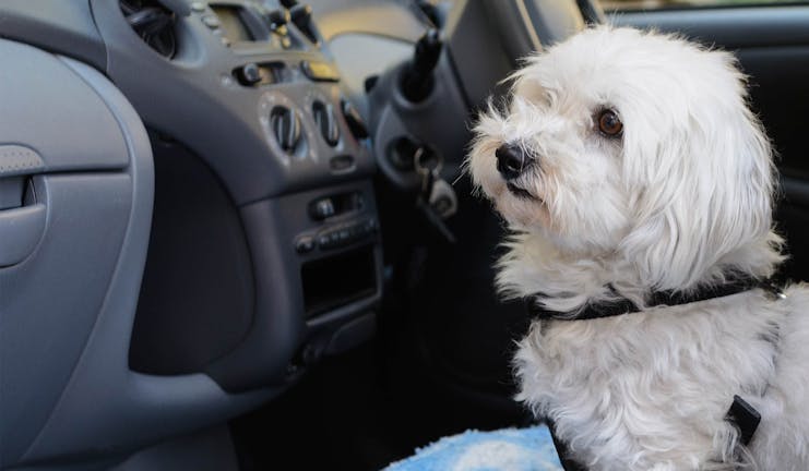 How to Train Your Dog to Sit in the Car