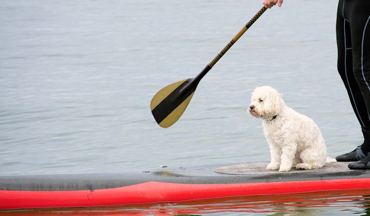 How to Train Your Dog to Sit on a Paddleboard